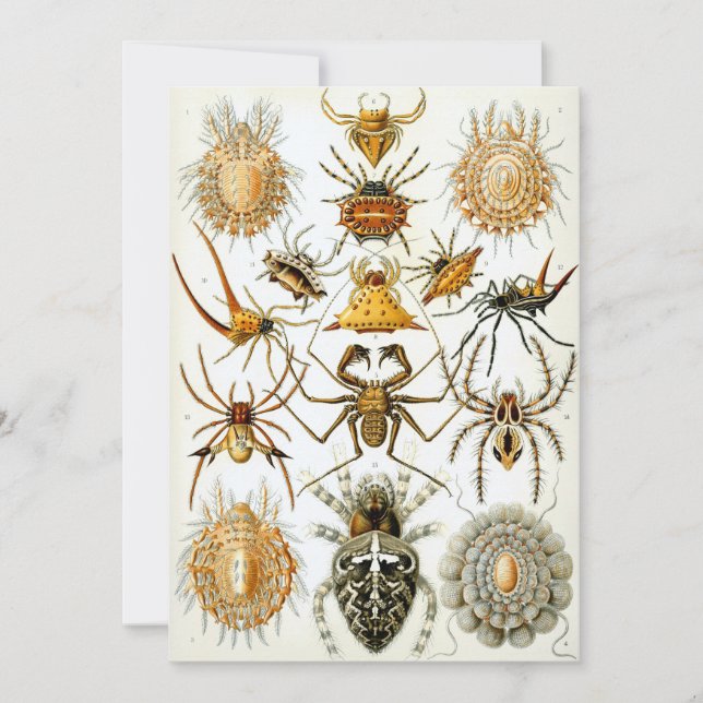 Convite Aranhas (Frente)