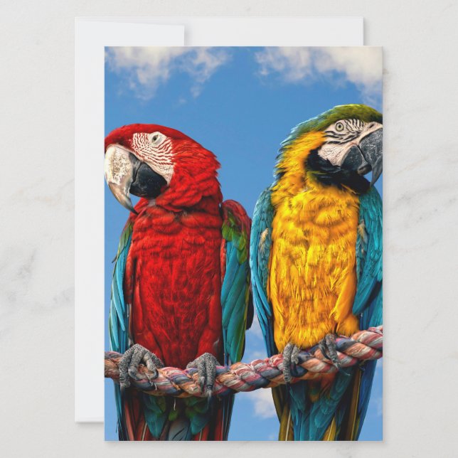 Convite Arara azul e amarela e arara-escarlate (Frente)