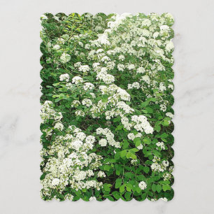 Convite arbusto de flores Spirea