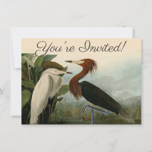 Convite Arte de Pássaro: Gravura do Garça Roxa de Audubon: