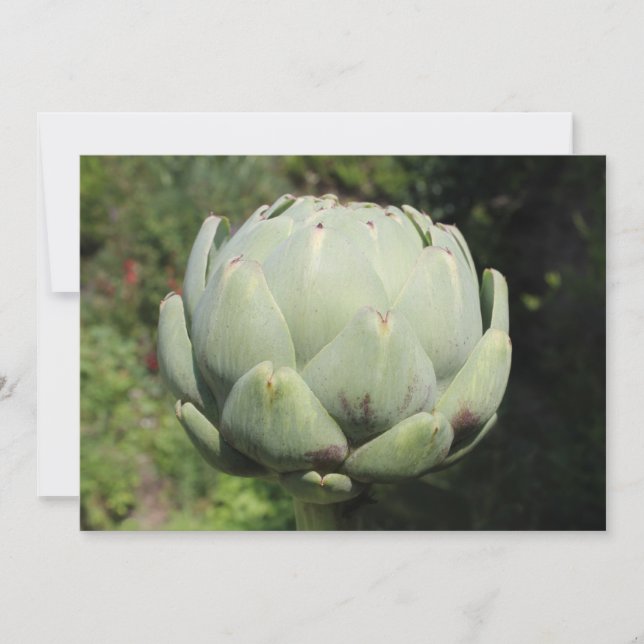 Convite Artichoke Plant. (Frente)