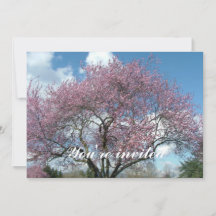 árvore florida de cerejeira na primavera