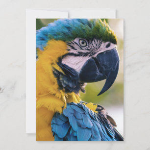Convite as aves são os únicos animais com penas 8