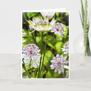 Convite Astrantia Major, A Placa Vazio Masterwort Excelent