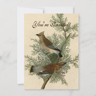 Convite Audubon Cedar Waxwing Bird