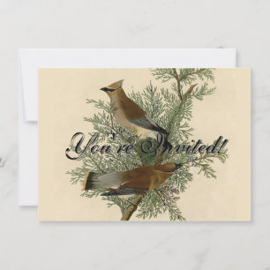 Convite Audubon Cedar Waxwing Bird