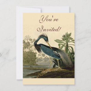Convite Audubon Garça da Louisiana Pássaros América Arte