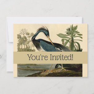 Convite Audubon Louisiana Heron