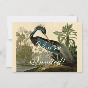 Convite Audubon Louisiana Heron Birds América Art