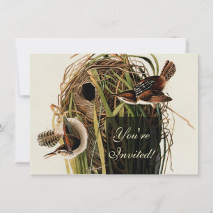 Convite Audubon Marsh Wren Bird Art
