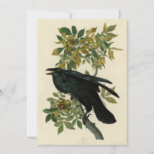 Convite Audubon Raven Bird Classic Trabalho de arte