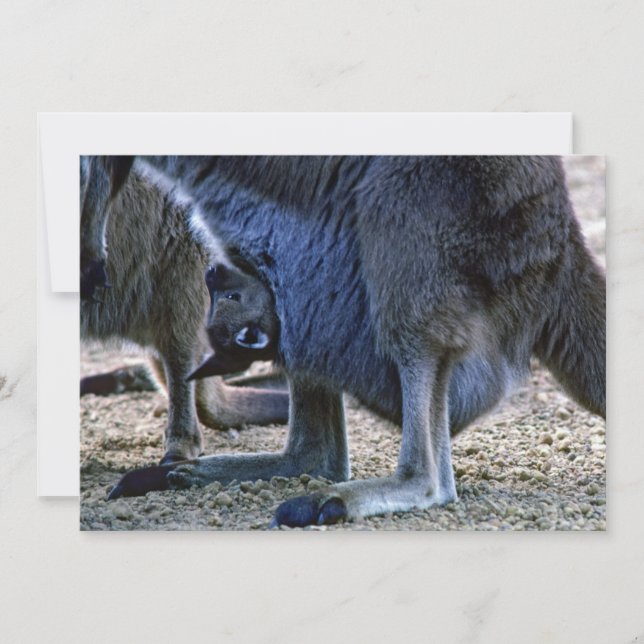 Convite Bebê canguru na bolsa da mãe - Austrália (Frente)