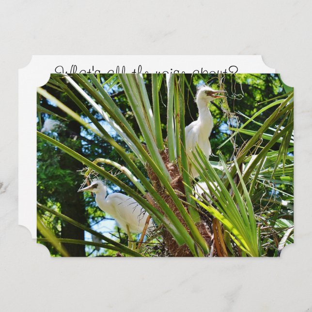 Convite Bebês Birrds (Frente/Verso)