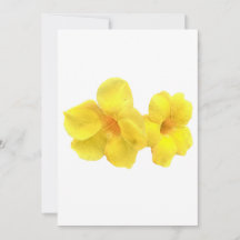 Bela Allamanda Blooms com Gotas de Chuva