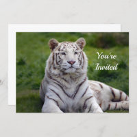 Belo aniversário de fotos do Tigre Branco