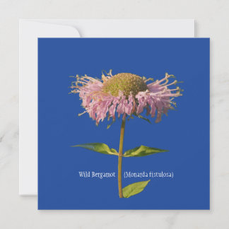 Convite Bergamota Selvagem (Monarda fistulosa)