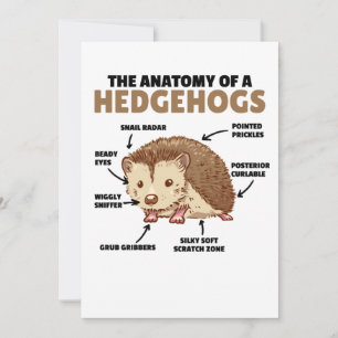Convite Bonita Explicação De Hedgehog Anatomia De Hedgeh