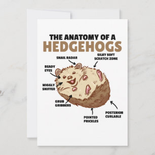 Convite Bonita Explicação De Hedgehog Anatomia De Hedgehog