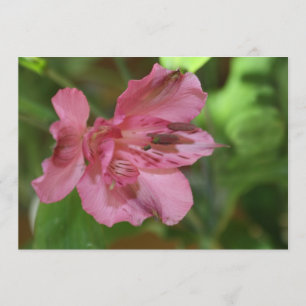 Convite bonito da flor do Alstroemeria