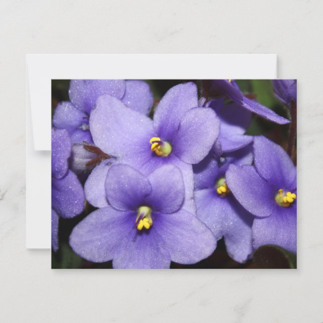 Convite Boquete Violet (Frente)