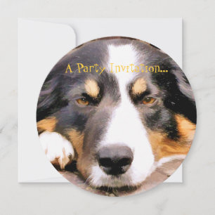 CONVITE BORDER COLLIE