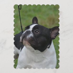 Convite Buldog Francês Negro e Branco