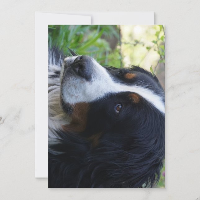 Convite cachorro de montanha bernês segundo aniversário (Frente)