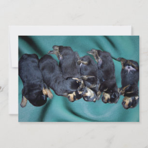 Convite cachorros-do-mar