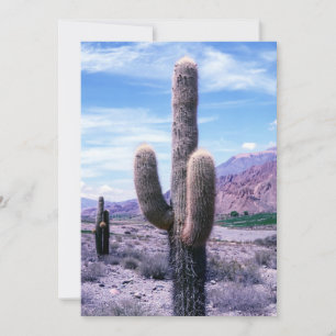 Convite Cactus na província de Jujuy - Norte Argentina