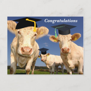 Convite Cartão postal de Parabéns de Vaca