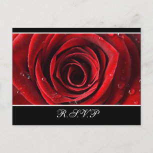 Convite Cartão postal RSVP de Casamento de Rosa vermelha B