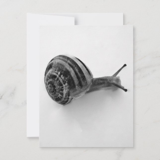 Convite Cartão-postal Snail (Verso)