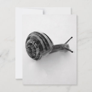 Convite Cartão-postal Snail