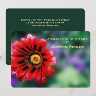 Convite Celebração da Vida, Vivid Red Flower Gazania