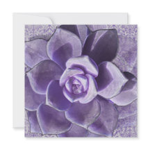 Chá de panela dos Succulents do Lilac