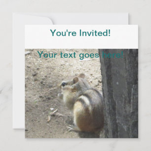 Convite Chipmunk Midland Ontario