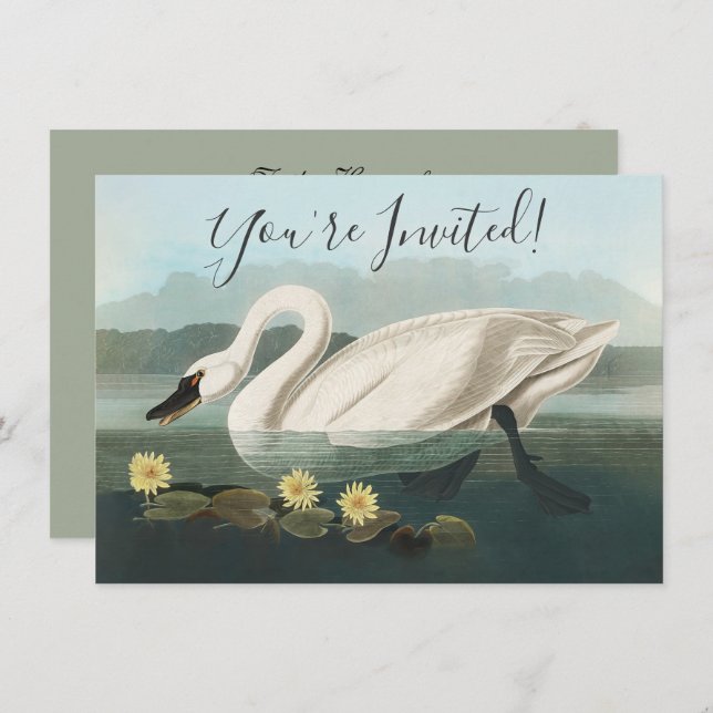 Convite cisnes brancas de pássaro de audubon do cisne (Frente/Verso)