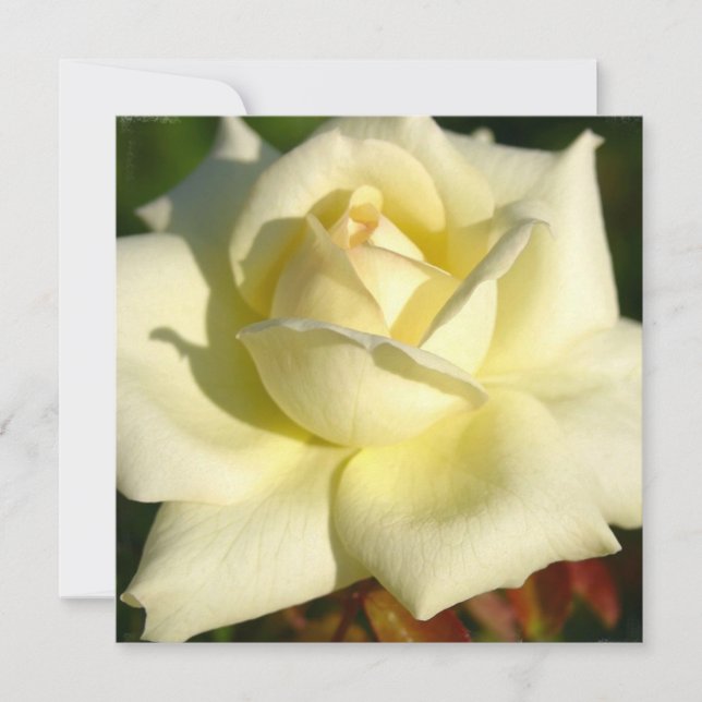 Convite cor-de-rosa do marfim (Frente)