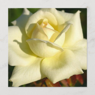 Convite cor-de-rosa do marfim