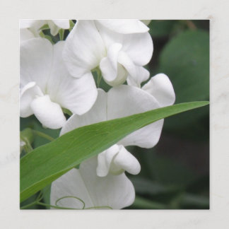 Convite da flor da ervilha doce