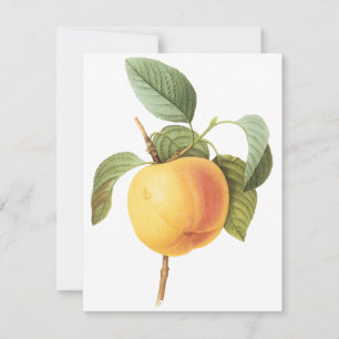 Convite da Maçã Calville por Pierre Redoute