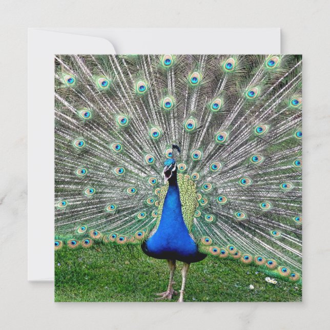 Convite da pena do pavão (Frente)