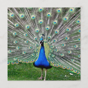 Convite da pena do pavão