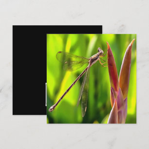Convite Damselfly Equilibrada Em Uma Cabeça De Flor