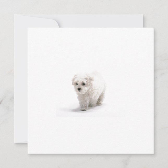 Convite de Bichon Frise (Frente)