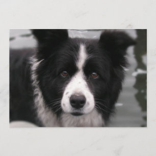 Convite de border collie