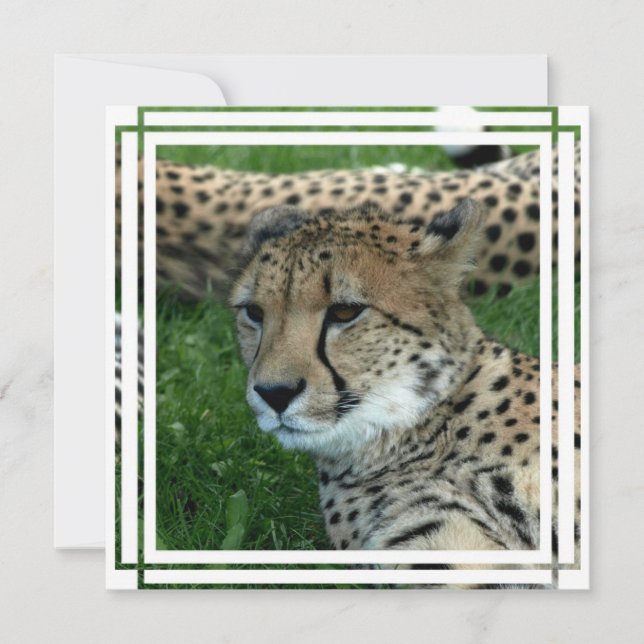 Convite De Chita (Frente)