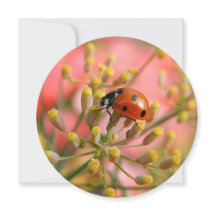 Convite de festas Lady Bug
