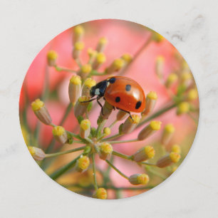 Convite de festas Lady Bug