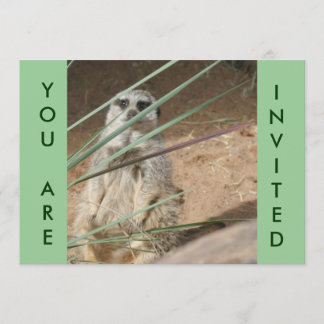Convite de Meerkat